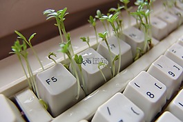 水芹,鍵盤,計(jì)算機(jī)