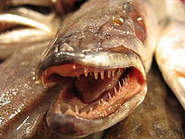 魚,鱸魚,規(guī)模
