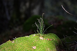 草,苔,森林