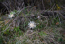 薊,silberdisteln,森林