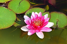 睡蓮,池塘,紅色