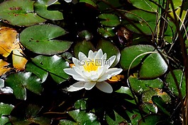池塘,睡蓮,水生