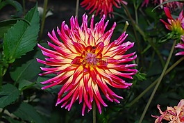 花,dhalia,花园