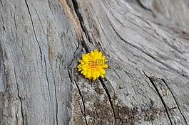 菊花,黄色,木