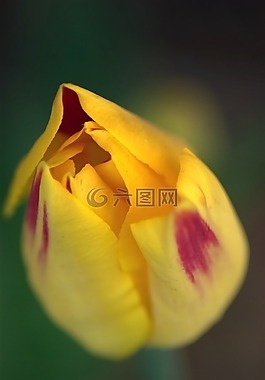花,玫瑰,花的