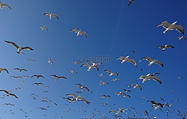 海鷗,地中海,阿爾加維