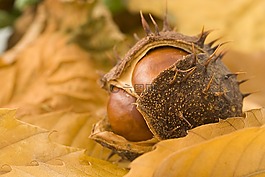 conker,树,季节性