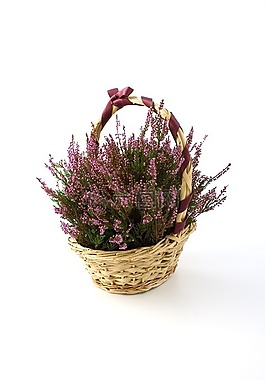 花,鮮花,籃