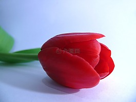 郁金香,鮮花,春