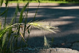 耳,離,路邊