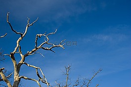 樹,枝杈,死亡