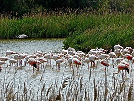 火烈鳥(niǎo),湖,野生動(dòng)物