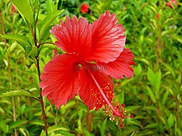 花,植物區(qū)系,自然
