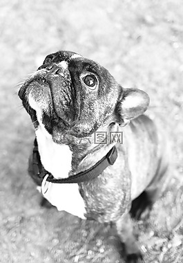 牛頭犬,狗,動物