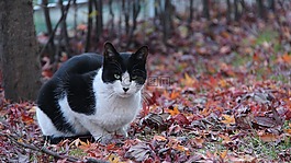 貓,秋季,動物
