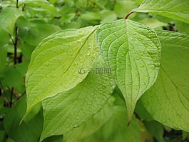 關(guān)閉,綠色,葉子