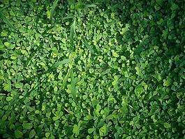 三葉草,草,綠色
