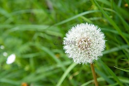 蒲公英,花,過去