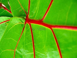 葉,異國(guó)情調(diào),植物區(qū)系