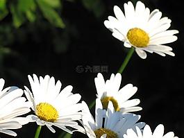 花,植物區(qū)系,鮮花
