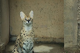 山貓的一種,捷豹,猛獸