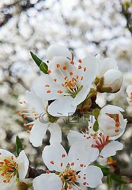 蘋果花,蘋果,開花