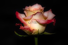 玫瑰,花,開花