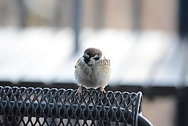 麻雀,鳥,可愛(ài)