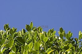 對沖,葉,葉子