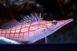 下载贡贝,水族馆,咸水鱼