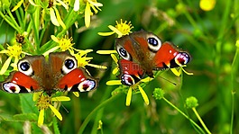 inachis io,蝴蝶,孔雀蝴蝶