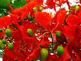 花,紅色,盛開