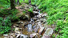 流,森林,水