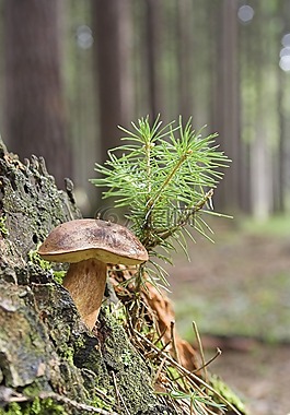 野生,蘑菇,關閉