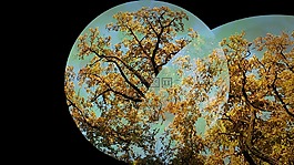 背景,秋天,秋