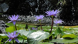 花,蓮花,夏天