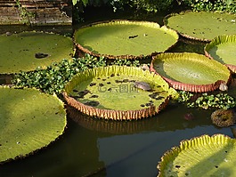 蓮花,亞洲,冥想