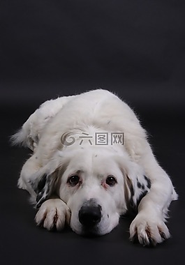 狗,白,甜