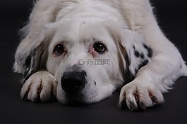 狗,白,甜