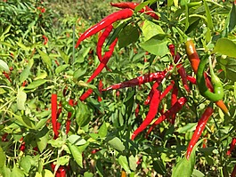 秋季,紅辣椒,蔬菜