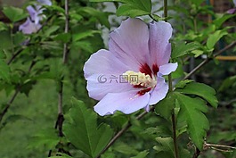 玫瑰,沙龙,沙仑的玫瑰花