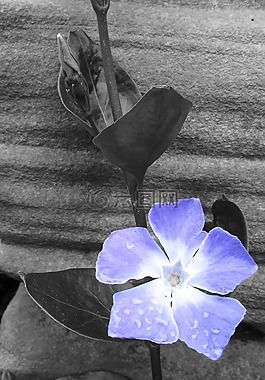 花,丁香,花的
