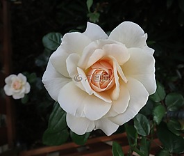 玫瑰,開花,白