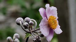 日本海葵,鲜花,花园