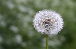 蒲公英,花,夏天