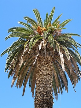 棕櫚,樹(shù),天空
