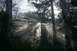 霧,森林,陽光