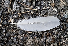鳥,毛,白羽