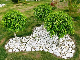 三,樹,榕