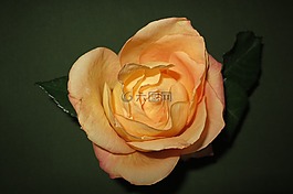 玫瑰,開花,黃色